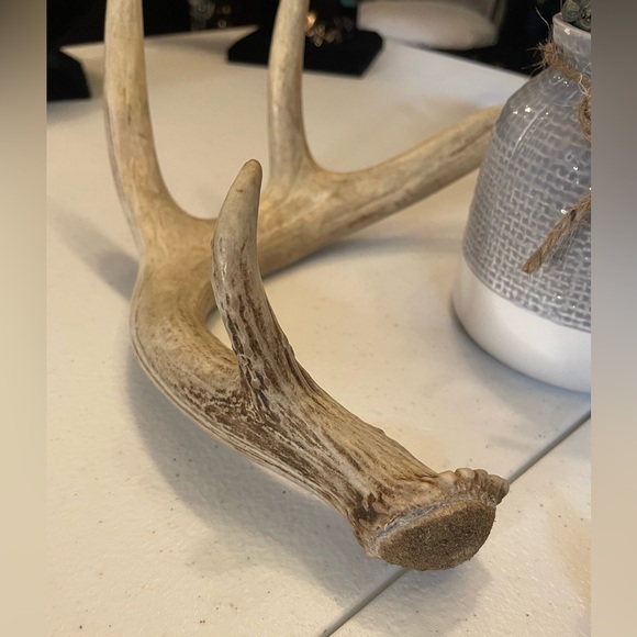🦌4x4.5 Point Matching Whitetail Antler Set - Picture 5 of 8